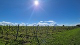 IMG-20250915-WA0010.jpg